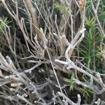 Melaleuca bracteata 樹皮