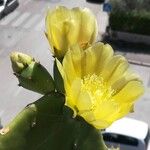 Opuntia stricta 花