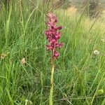 Anacamptis coriophora Květ