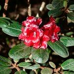 Rhododendron beanianum 花