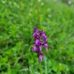 Anacamptis morioKukka