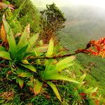 Guzmania plumieri Habitus