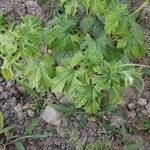 Momordica balsamina Hábito