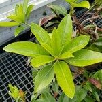 Rhododendron hellwigii Leaf