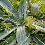 Plantago lanceolataഇല