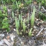 Lycopodium alpinum Feuille