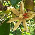 Clusia minor Fruto