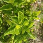 Citrus latifolia Leaf