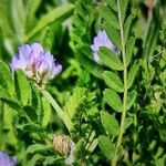 Astragalus pelecinus Blatt