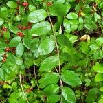 Lonicera maackii Feuille