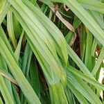 Hemerocallis minor Feuille