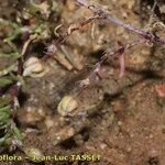 Spergularia echinosperma Anders