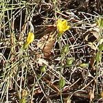 Lactuca viminea Λουλούδι