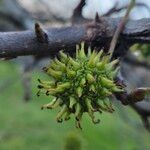 Liquidambar orientalis Frukt