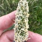 Phalaris aquatica Fula