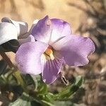 Viola arborescens പുഷ്പം