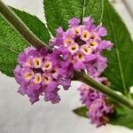 Lippia alba Flower