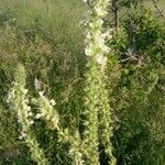 Salvia austriaca Цветок