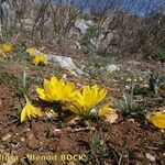 Sternbergia sicula आदत