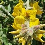 Crotalaria emarginella Kvet