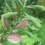 Euphorbia umbellata Leaf