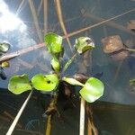 Eichhornia crassipes Leaf