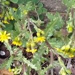 Senecio squalidus برگ