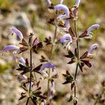 Salvia veneris Flower