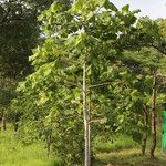 Sterculia quinqueloba Hábito