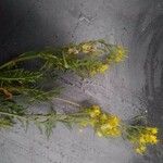 Rorippa amphibia फूल