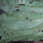 Ardisia standleyana Hoja