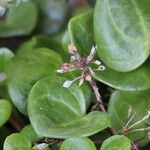 Cochlearia officinalis Fruit