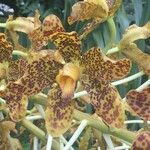 Grammatophyllum speciosum Kita