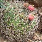 Gymnocalycium saglionis Habit