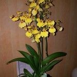 Oncidium sphacelatum Hoja