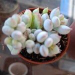 Cotyledon pendens Hoja