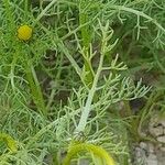 Matricaria aurea Likasa