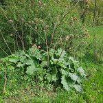 Arctium nemorosum Хабит