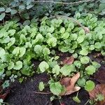 Lapsana communis 整株植物