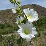 Alcea nudiflora Квітка