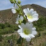 Alcea nudiflora ফুল