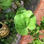 Pelargonium zonale Leaf