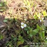 Sagittaria lancifolia Fiore