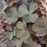 Oxalis corniculata ഇല