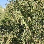 Acacia victoriae অভ্যাস