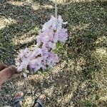 Gliricidia sepium Fleur