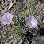 Ipomoea plummerae 整株植物