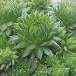 Sempervivum globiferum Folla