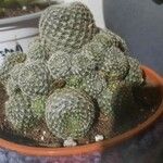 Rebutia heliosa Leaf