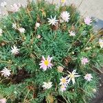 Argyranthemum frutescens Blomma